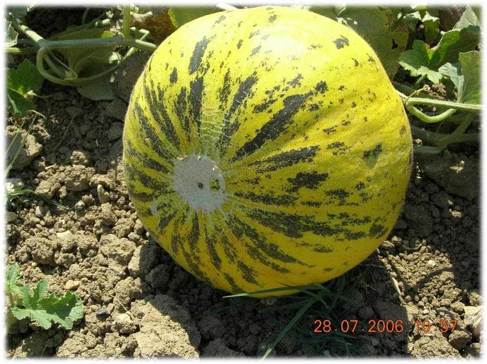 Çeşme Melon