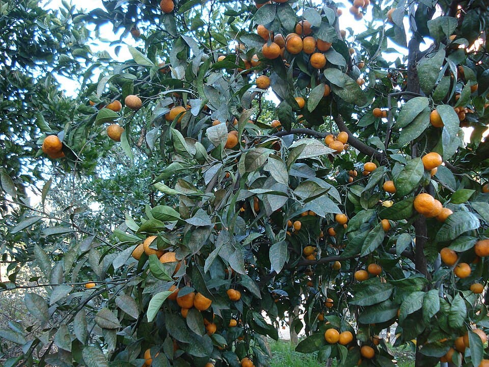Seferihisar Tangerine