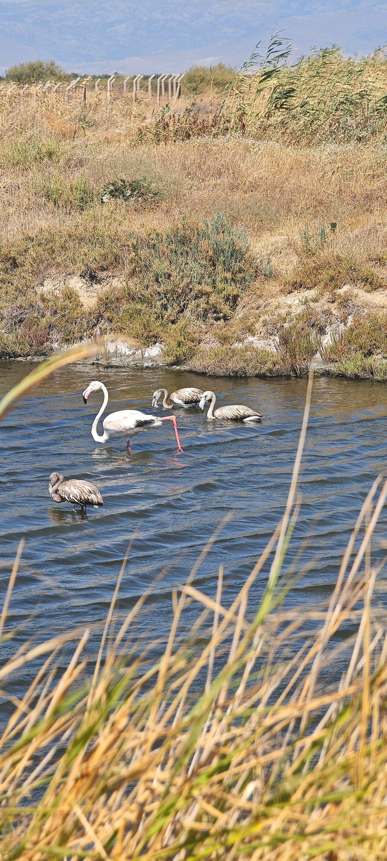 Vogelparadies İzmir (Gediz-Delta)